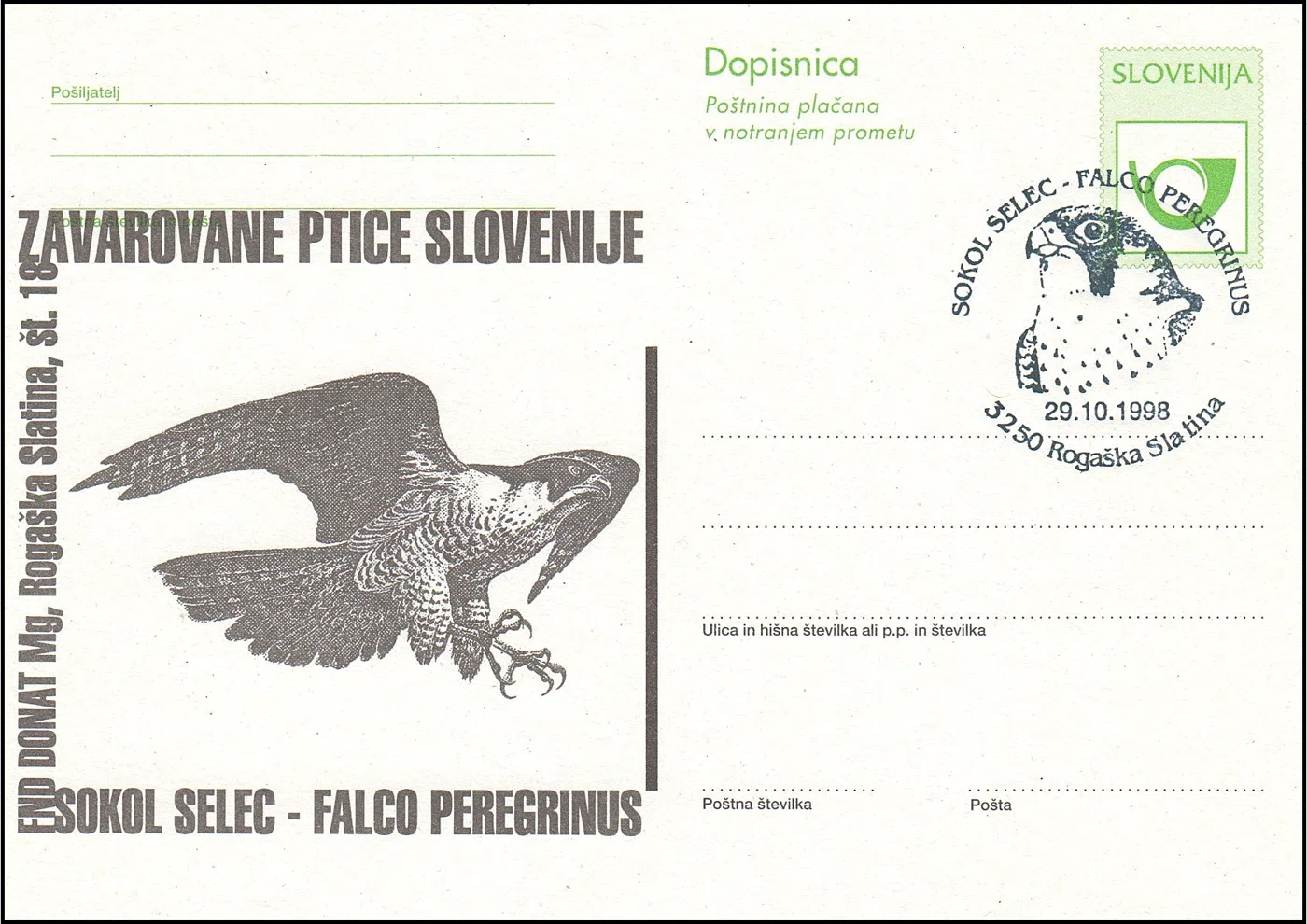 SOKOL SELEC - FALCO PEREGRINUS